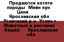 Продаются котята породы “Мейн-кун“ › Цена ­ 8 000 - Ярославская обл., Угличский р-н, Углич г. Животные и растения » Кошки   . Ярославская обл.